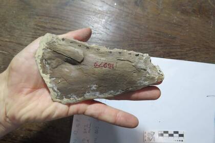 Esta espécimen se caracterizaba por tener un cuerpo estilizado de unos seis metros de longitud