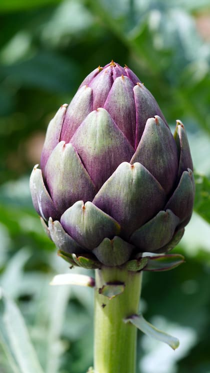 Esta flor comestible es rica en fibra dietética, que actúa como un regulador natural del tránsito intestinal