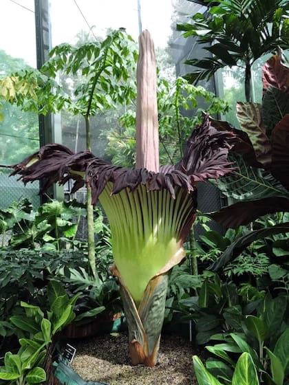 Esta flor tiene varios nombres: Aro Gigante, Amorphophallus titanum o "flor cadáver" (Florcadaver/Archivo)
