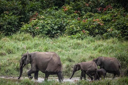 Esta foto de archivo tomada el 26 de abril de 2019 muestra elefantes de la selva en Langoue Bai en el parque nacional de Ivindo, cerca de Makokou