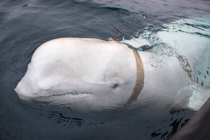 Esta foto del 26 de abril de 2019 muestra una beluga con arnés, que fue descubierta por pescadores en la costa del norte de Noruega.