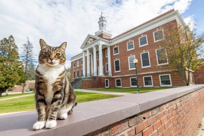 Esta foto proporcionada por la Universidad Estatal de Vermont muestra a Max el Gato frente a Woodruff Hall en la Universidad Estatal de Vermont Castleton el 12 de octubre de 2023 en Castleton, Vermont. (Rob Franklin/Vermont State University via AP)