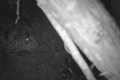 Esta foto proporcionada por Protección de la Fauna Mexicana, A.C. y Borderlands Linkages Initiative muestra un jaguar en el área central del estado de Sonora, México, a lo largo de la frontera entre Estados Unidos el 27 de noviembre de 2021.  Según Borderlands Linkages, una colaboración binacional de ocho grupos conservacionistas, este felino es conocido como "El Jefe", es uno de los jaguares más antiguos registrados a lo largo de la frontera y uno de los pocos que se sabe que cruzó la frontera. (Protección de la Fauna Mexicana, A.C. y Borderlands Linkages Initiative vía AP)