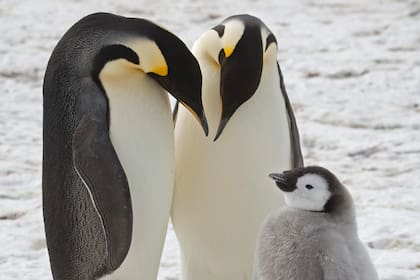 Esta foto sin fecha facilitada por el British Antarctic Survey en enero de 2024 muestra pingüinos emperador adultos con un polluelo cerca de la estación de investigación Halley en la Antártida. (British Antarctic Survey via AP)