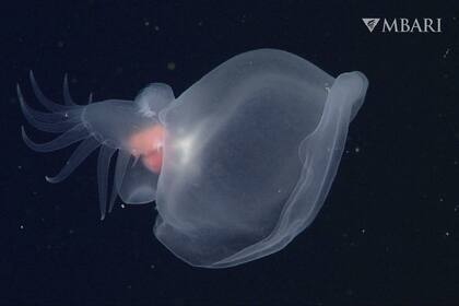 Esta foto sin fecha facilitada por el Monterey Bay Aquarium and Research Institute, muestra un misterioso molusco (Bathydevius caudactylus) observado por el vehículo operado remotamente (ROV) del MBARI Doc Ricketts en el cañón exterior de Monterey a una profundidad aproximada de 1.810 metros. (MBARI via AP)