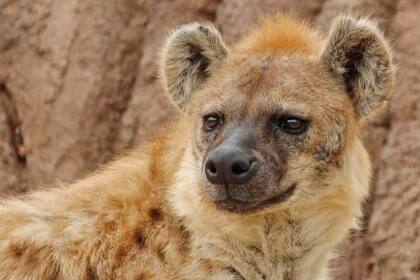 Esta foto sin fecha suministrada por el Zoológico de Denver muestra a Kibo, una de dos hienas del zoológico que ha dado positivo a coronavirus. (Zoo de Denver vía AP)