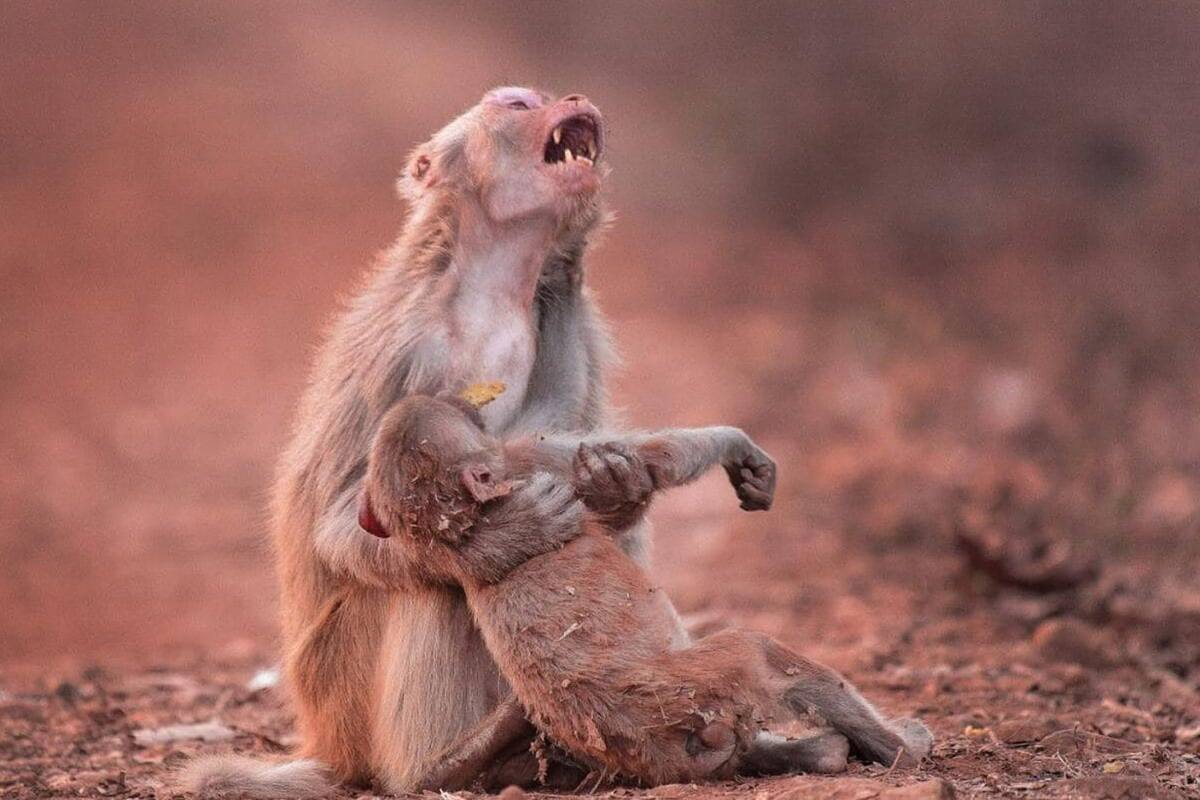 Esta foto sobre los incendios en el Amazonas es falsa