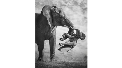 Esta fotografía de Federico Veronesi ganó el gran premio en el concurso Fotógrafo de Vida Silvestre del Año 2026