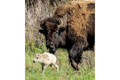 Esta fotografía del 4 de junio de 2024 muestra una rara cría blanca de bisonte, nacida en el Valle Lamar del Parque Nacional de Yellowstone, en Wyoming. (Erin Braaten/Dancing Aspens Photography vía AP)