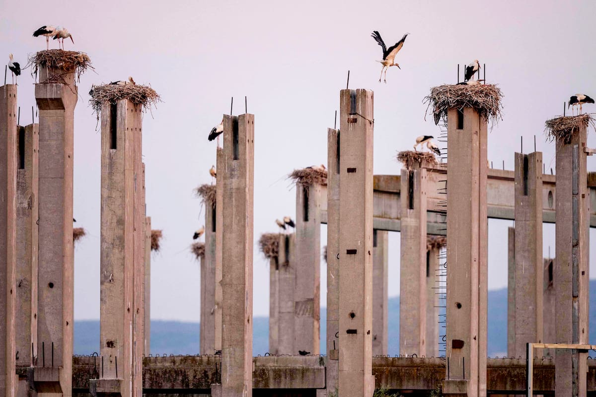Esta fotografía muestra cigüeñas blancas en sus nidos sobre los pilares de hormigón de un edificio en construcción en las afueras de Novi Sad, Serbia, el 8 de agosto de 2026. Según la Sociedad Serbia para la Protección y el Estudio de las Aves, este lugar alberga la mayor colonia urbana de cigüeñas blancas de los Balcanes y la segunda mayor de Europa. (Foto de Nenad MIHAJLOVIC / AFP)