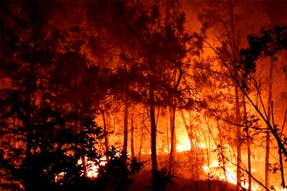 Esta fotografía proporcionada por la brigada de bomberos SDIS30 muestra árboles ardiendo durante un incendio, el jueves 7 de julio de 2022, cerca de Bordezac, en el sureste de Francia. (SDIS30 vía AP)