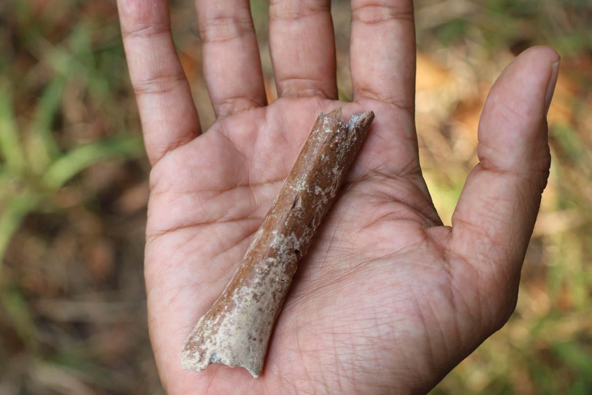 Esta fotografía proporcionada por Yousuke Kaifu muestra un fragmento de hueso de brazo excavado en la isla indonesia de Flores. Un nuevo estudio indica que los ancestros de una especie humana apodada "hobbits" eran aún más pequeños