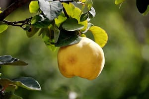 Esta fruta amarilla previene enfermedades cardiovasculares (imagen ilustrativa)