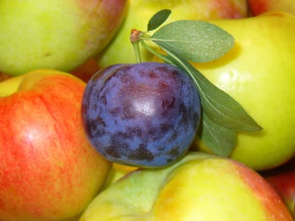 Esta fruta es la versión deshidratada de la ciruela, la cual es cocinada a temperaturas bajas en un horno por varias horas