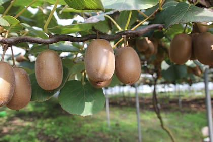 Esta fruta es muy popular en Nueva Zelanda, aunque es originaria de China