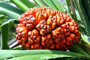 Esta fruta tiene un sabor dulce y es ideal para acompañar algunos postres, pero también posee cualidades medicinales