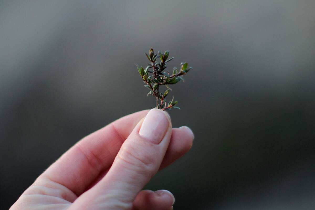 Esta hierba medicinal conocida como tomillo es popular debido a sus múltiples beneficios para la salud