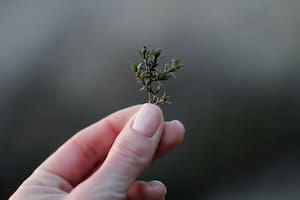Esta hierba medicinal conocida como tomillo es popular debido a sus múltiples beneficios para la salud