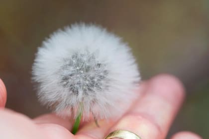 Esta hierba también es usada para pedir deseos, según la creencia (Foto Pexels)