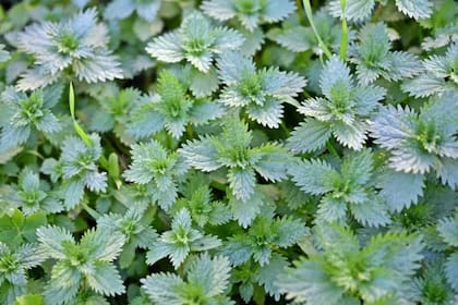Esta hierba tiene grandes propiedades medicinales