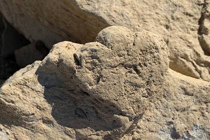 Esta huella fue hecha por un dinosaurio blindado herbívoro conocido ampliamente como estegosaurio, la familia de dinosaurios que incluye al famoso estegosaurio