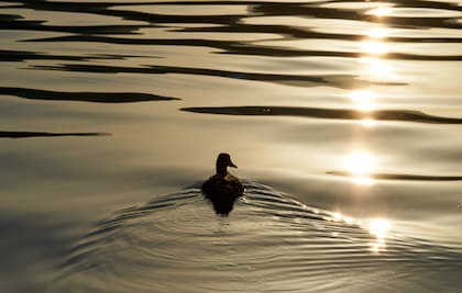 Esta idea se ilustra con la metáfora del río, que mantiene su identidad aunque sus aguas estén en permanente renovación