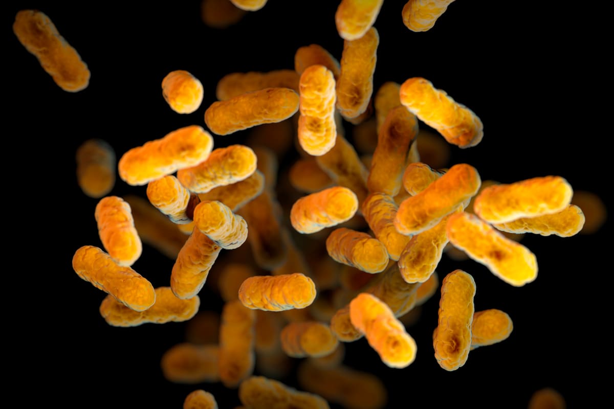 Esta ilustración de 2016, proporcionada por los Centros para el Control y la Prevención de Enfermedades (CDC, por sus siglas en inglés) muestra la bacteria Bordetella pertussis, causante de la tos ferina, basada en imágenes de microscopio electrónico