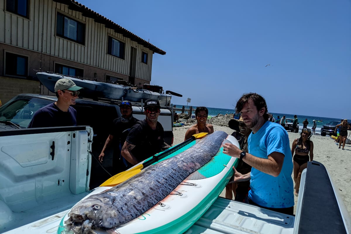 Esta imagen proporcionada por el Instituto Scripps de Oceanografía muestra a un equipo de investigadores y aficionados al esnórquel que trabajan juntos para recuperar a un pez remo muerto, el sábado 10 de agosto de 2024, en La Jolla Cove, California. (Michael Wang/Instituto Scripps de Oceanografía vía AP)