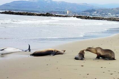 Esta imagen proporcionada por el Instituto Marino y de Vida Silvestre de las Islas del Canal muestra mamíferos marinos muertos y heridos en la playa del condado de Santa Bárbara, California, el martes 20 de junio de 2023.(Instituto Marino y de Vida Silvestre de las Islas del Canal vía AP)