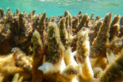 Esta imagen, proporcionada por la Autoridad del parque marino de la Gran Barrera de Coreal, muestra corales muertos en un arrecife en Cairns/Cooktown en la Gran Barrera de Coral, en Australia, el 27 de abril de 2017. (N. Mattocks/GBRMPA via AP)