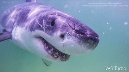 Esta imagen sin fecha proporcionada por Atlantic White Shark Conservancy y la División de Pesca Marina de Massachusetts muestra un gran tiburón blanco llamado Turbo. (Atlantic White Shark Conservancy y División de Pesquerías Marinas de Massachusetts vía AP)