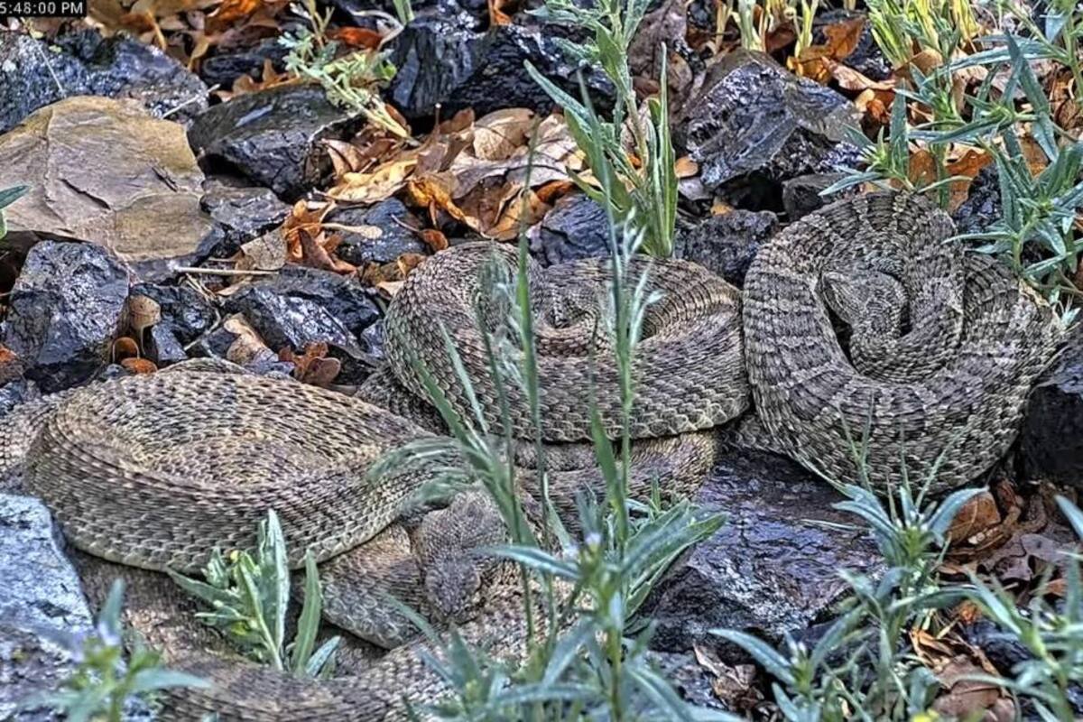 Esta imagen sin fecha tomada de un video proporcionado por el Proyecto RattleCam muestra una «mega madriguera» de víboras de cascabel en un lugar remoto del norte de Colorado. (Project RattleCam via AP)