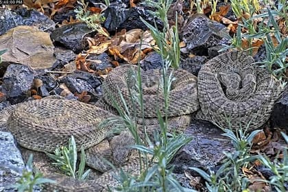 Esta imagen sin fecha tomada de un video proporcionado por el Proyecto RattleCam muestra una «mega madriguera» de víboras de cascabel en un lugar remoto del norte de Colorado. (Project RattleCam via AP)