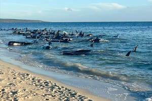 Mueren 26 ballenas y más de cien quedan varadas en las costas de una playa