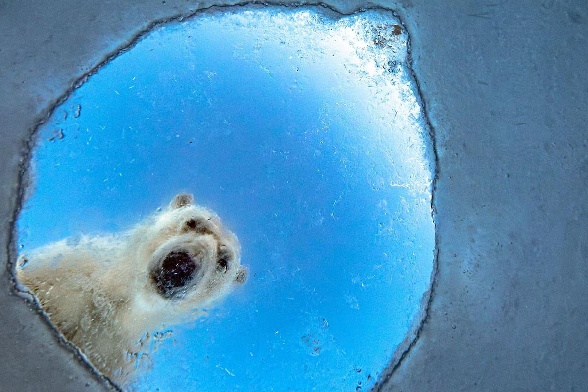 Esta imagen titulada "Ventana helada" recibió una mención honorífica en la categoría "Retratos de animales"