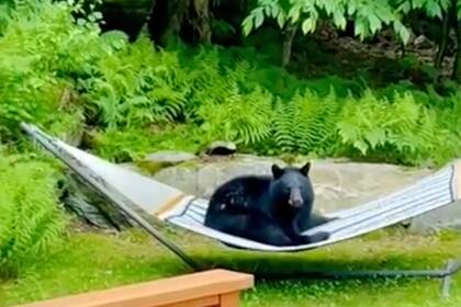 Esta imagen tomada de un video proporcionado por Noah Dweck muestra a un oso negro sentado en la hamaca en su patio trasero, el martes 11 de junio de 2024, en Waitsfield, Vermont. (Noah Dweck via AP)