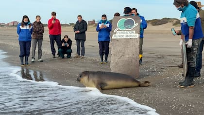 Esta liberación ayuda a la conservación de su especie (Foto: Fundación Mundo Marino)
