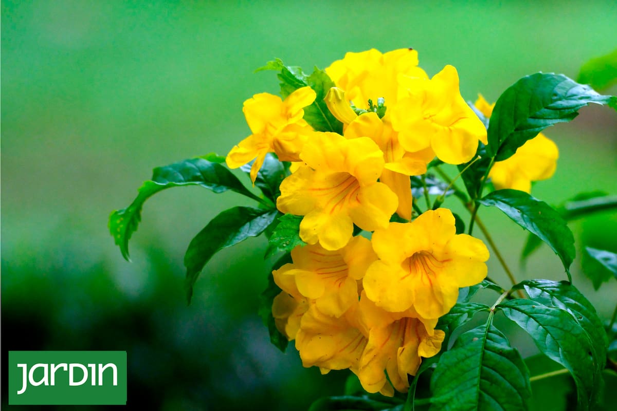 Esta nativa se adapta perfectamente al cultivo en macetas