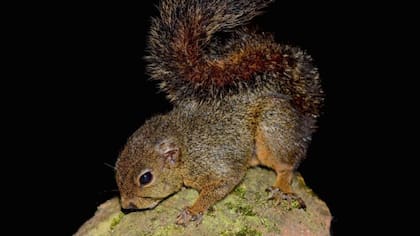 Esta nueva especie de ardilla enana también pertenecerá a un nuevo género, lo que le otorgará un mayor nivel de distinción