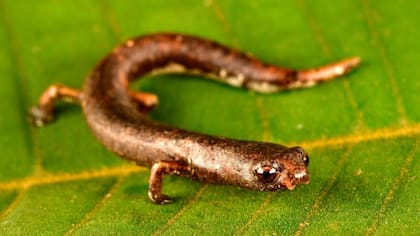 Esta nueva especie de salamandra trepadora es abundante sólo en una pequeña zona de arena blanca