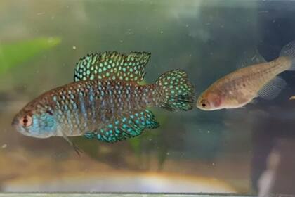 Esta nueva especie para la ciencia fue descubierta en una laguna temporaria en la Reserva Natural de la Defensa Puerto Península durante muestreos realizados entre 2017 y 2019.