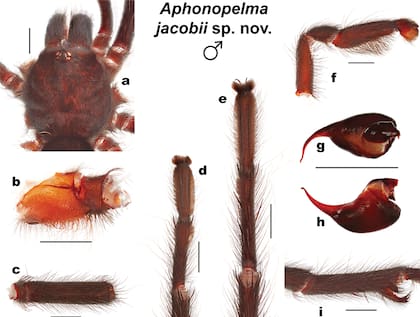 Esta nueva especie se distingue del resto de las tarántulas por su pelaje rojizo