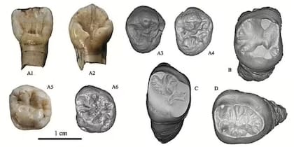 Esta nueva especie vivió en China hace más de 200 mil años