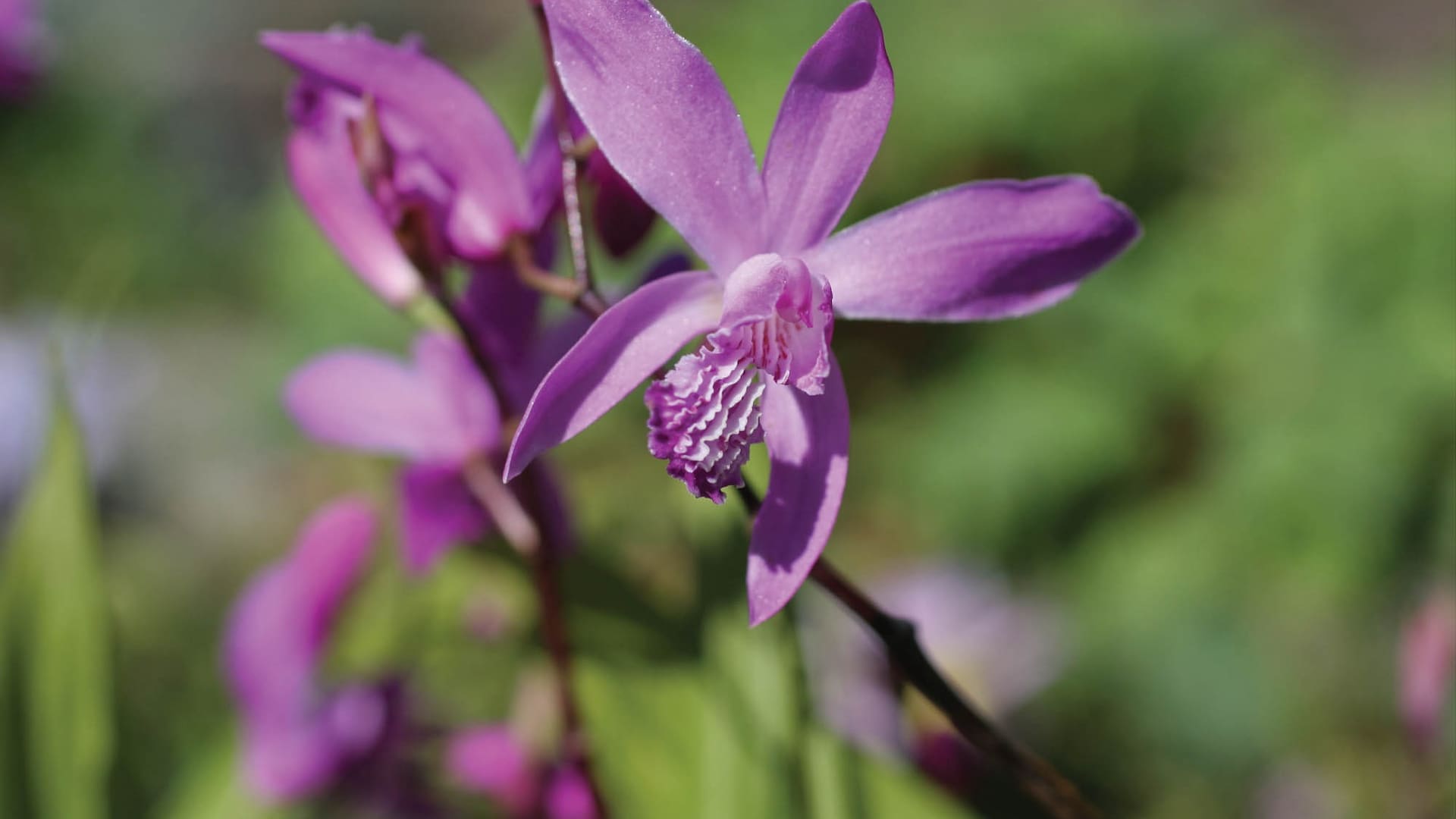 Bletilla striata, una orquidea que prefiere el clima frío
