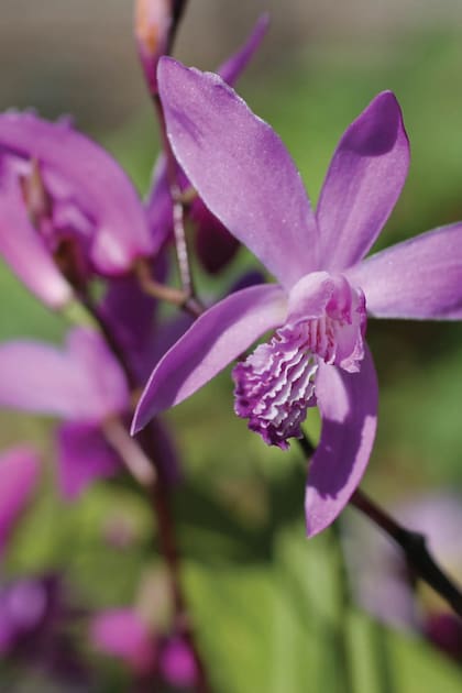 Bletilla striata, una orquidea que prefiere el clima frío