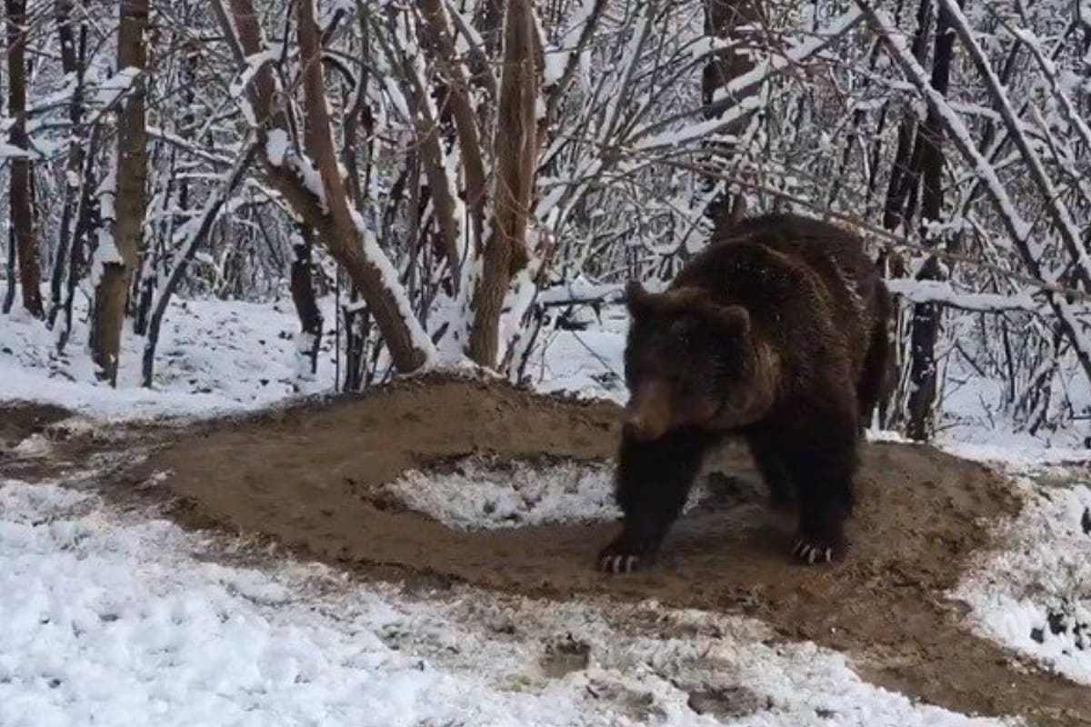 Esta osa vive “atrapada” en una jaula imaginaria tras 20 años encerrada en un zoológico