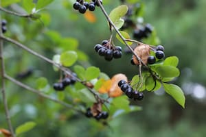 Esta pequeña fruta es una gran fuente de ácido fólico, hierro, vitamina A y vitamina E