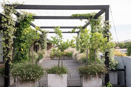 Esta pérgola fue concebida para generar un espacio de uso con sombra, protegido del sol del mediodía y de la tarde. El solado se cubrió con un deck de madera dura. Los erigerones, ubicados debajo de los Citrus en maceta, le dan al rincón un aire silvestre y desestructurado. (Maggie Cavanagh, Estudio