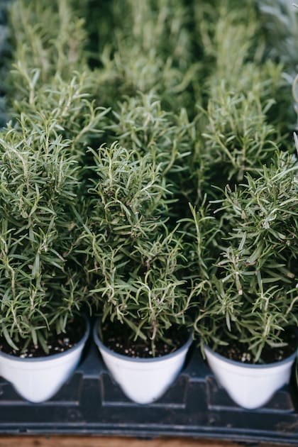 Esta planta aromática tiene beneficios en personas con Alzheimer