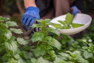 Cuáles son los cinco beneficios para la salud que aporta la “planta de la eterna juventud”